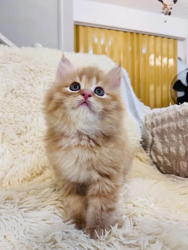 แมว เปอร์เซียสีส้ม สามสี
