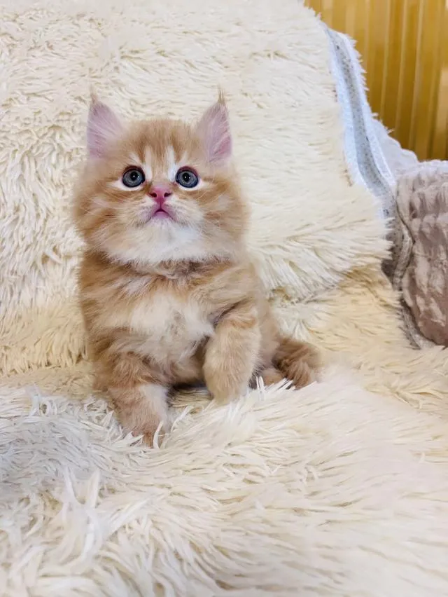 แมว เปอร์เซียสีส้ม สามสี