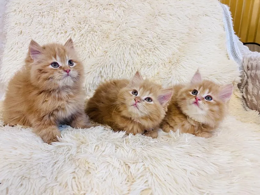 แมว เปอร์เซียสีส้ม สามสี