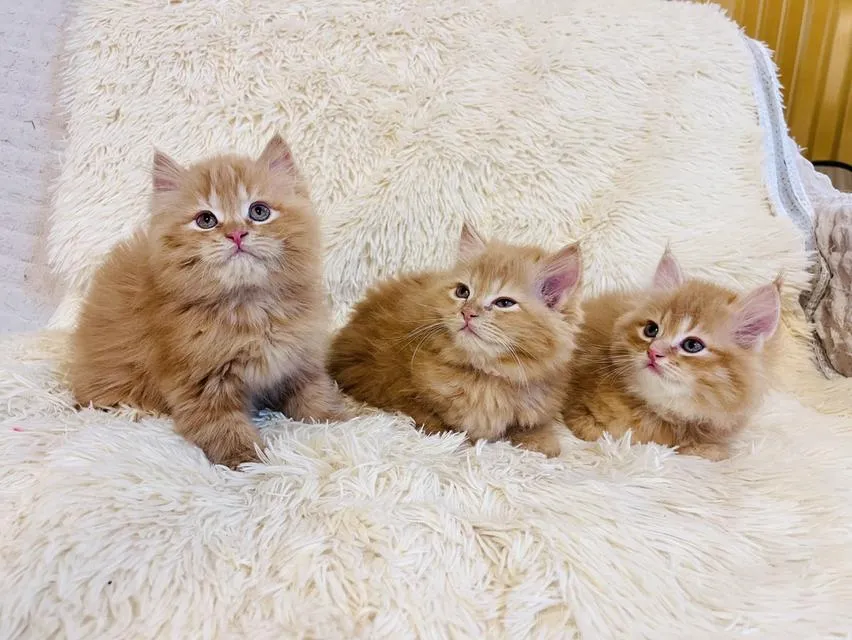 แมว เปอร์เซียสีส้ม สามสี