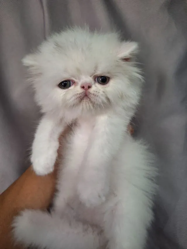ลูกแมวเอ็กโชติกแท้