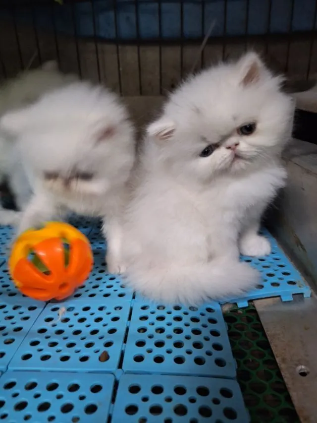 ลูกแมวเอ็กโชติกแท้