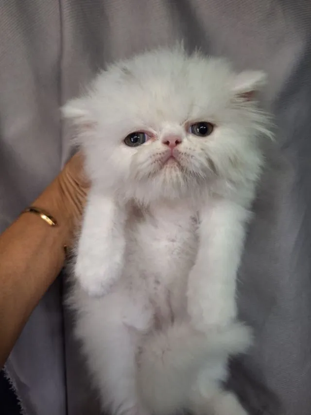 ลูกแมวเอ็กโชติกแท้