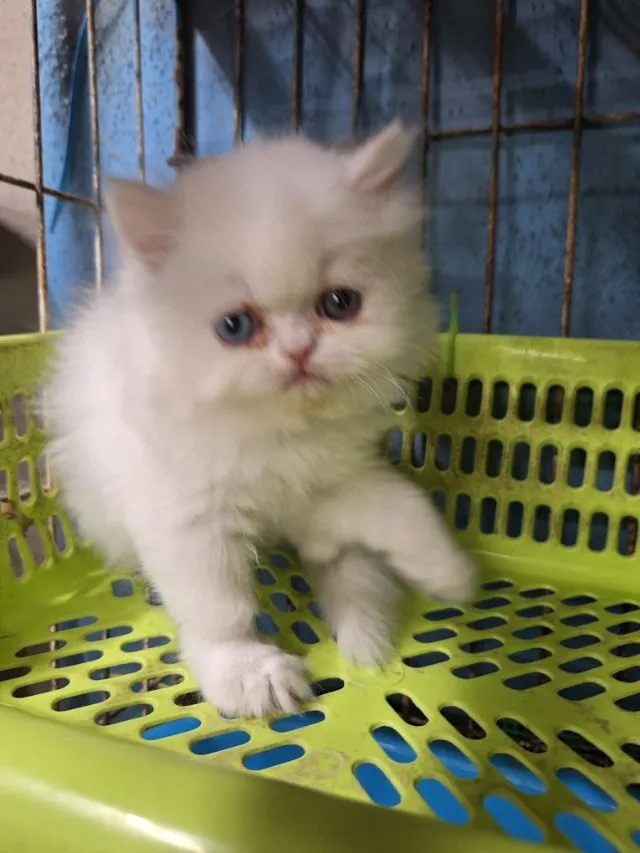 ลูกแมวเอ็กโชติกแท้