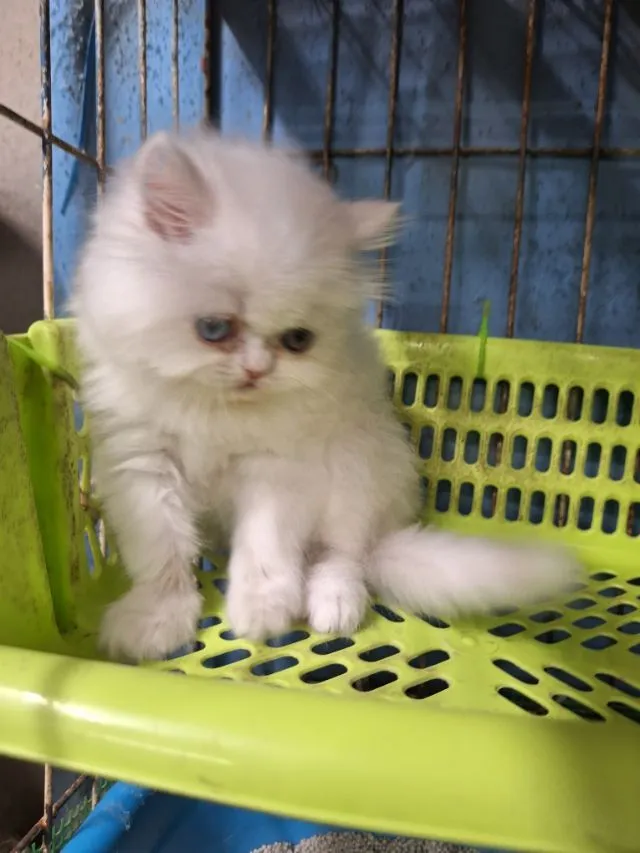 ลูกแมวเอ็กโชติกแท้