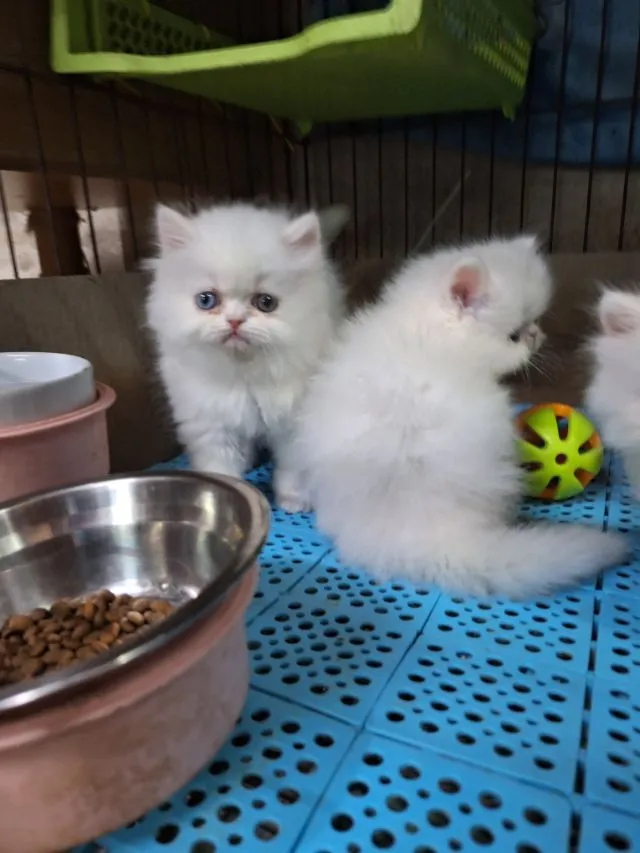 ลูกแมวเอ็กโชติกแท้