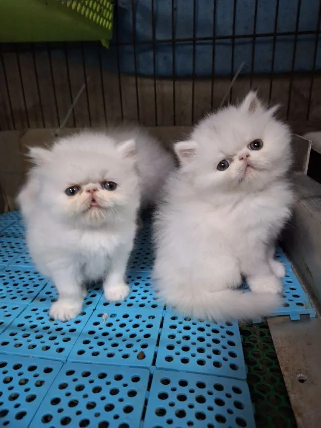 ลูกแมวเอ็กโชติกแท้