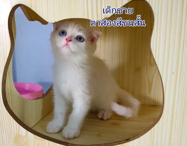 สก๊อตติชแท้ 2เดือน ตาสองสี