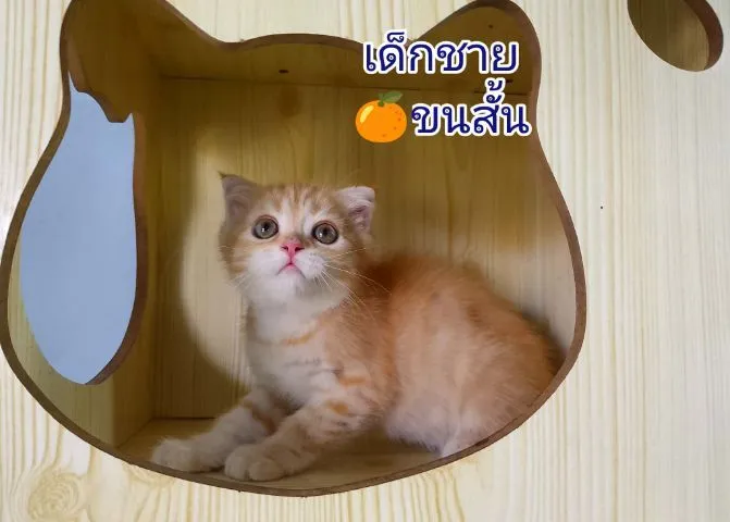 สก๊อตติชแท้ 2เดือน ตาสองสี