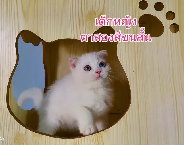 สก๊อตติชแท้ 2เดือน ตาสองสี