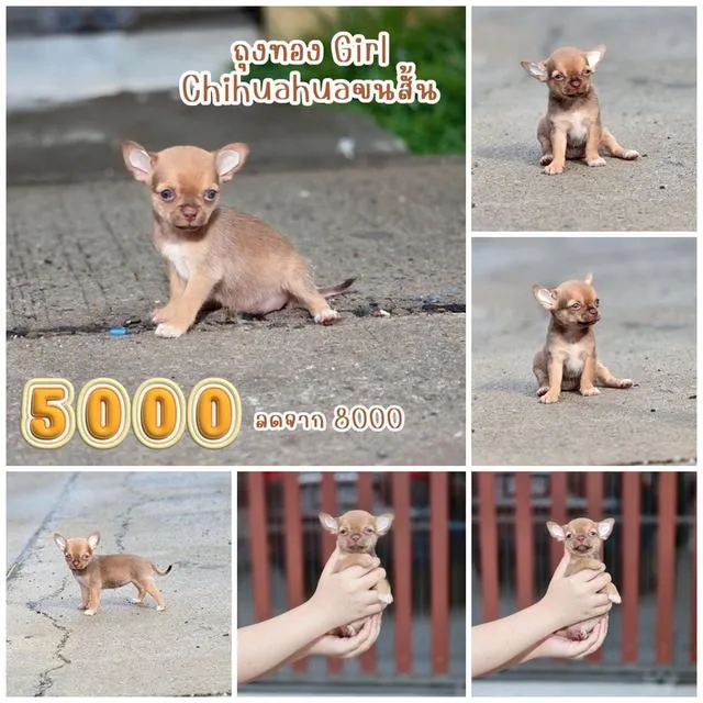 ชิวาวาแท้ ขนสั้น เพศเมีย