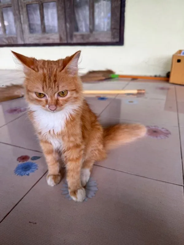 เปอร์เซีย