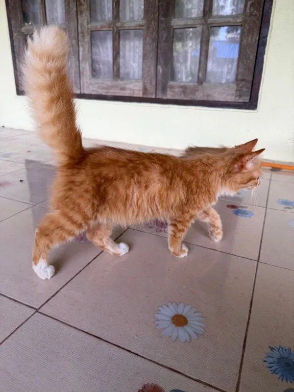 เปอร์เซีย