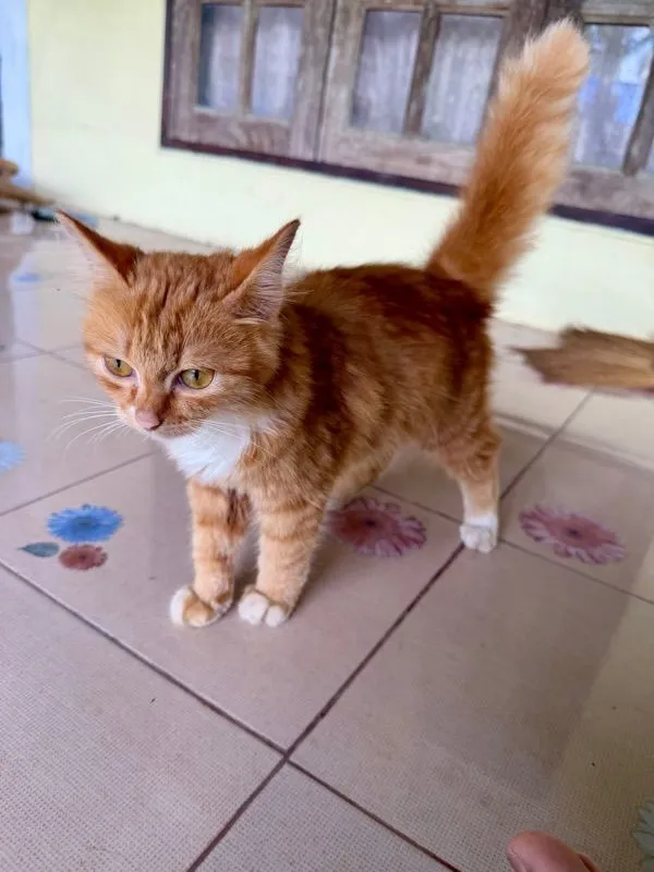 เปอร์เซีย