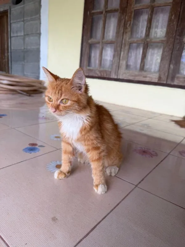 เปอร์เซีย