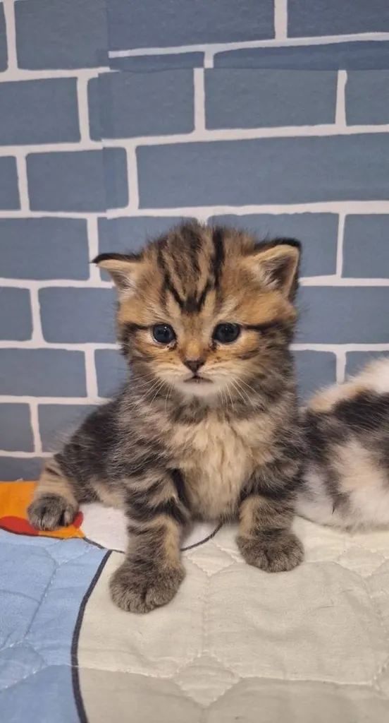 แมว