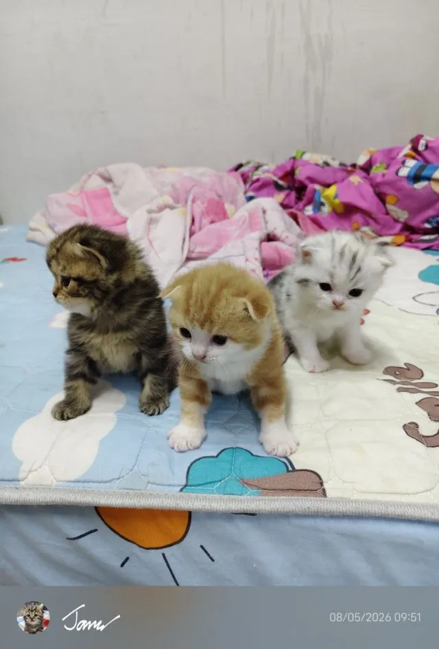 แมว