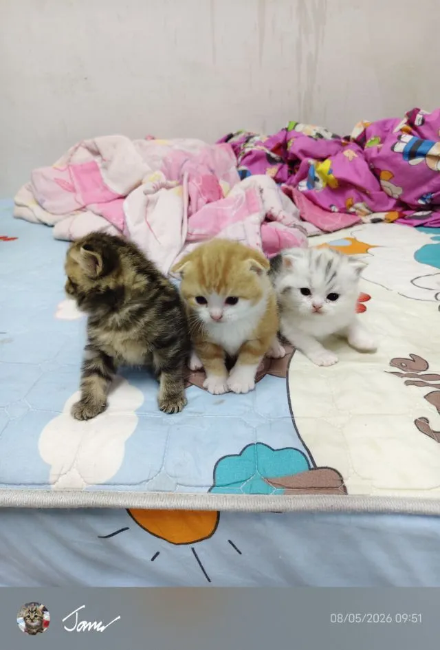แมว