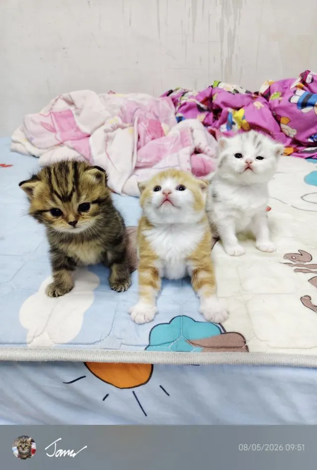 แมว