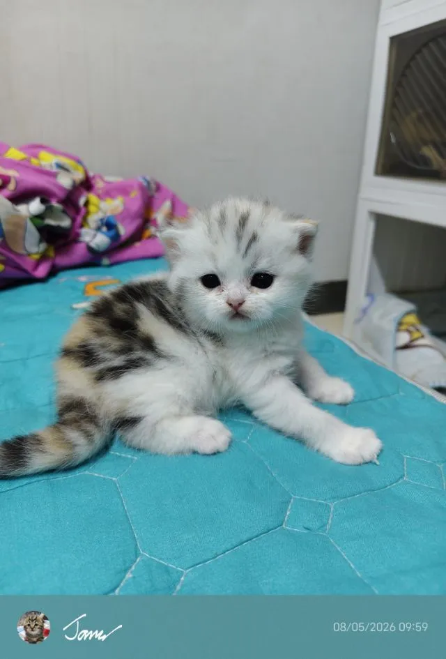 แมว