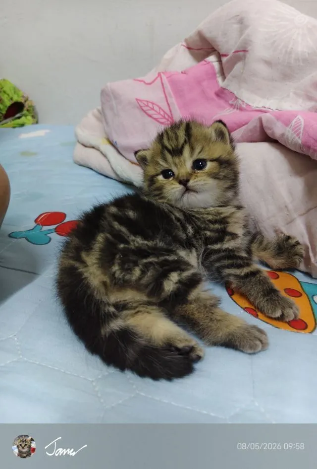 แมว
