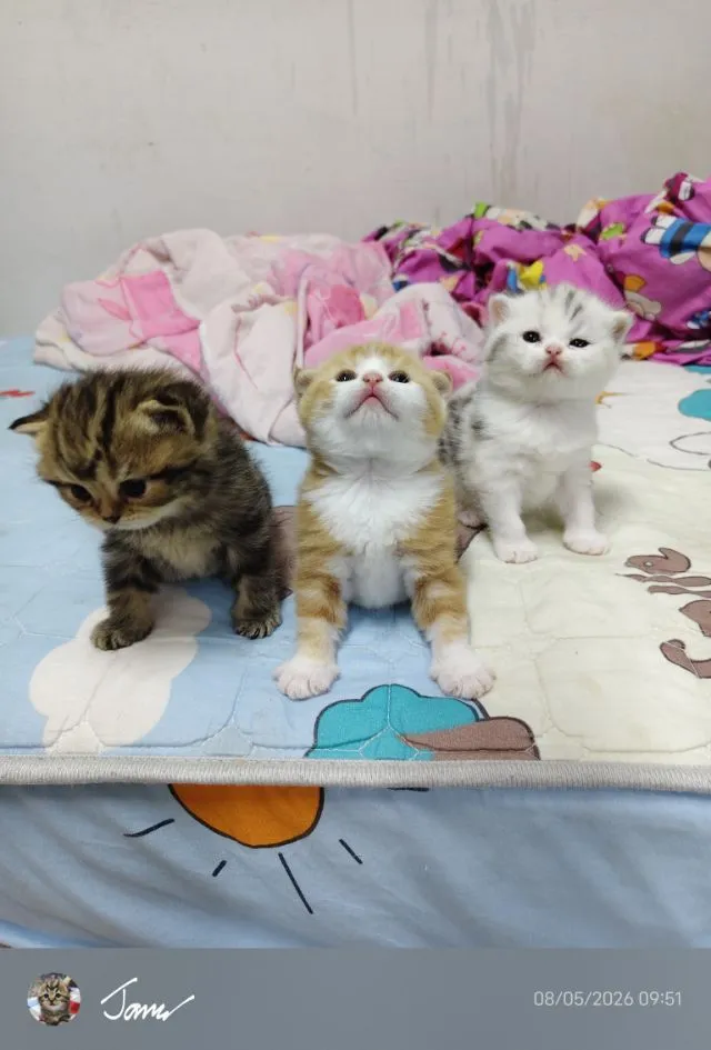 แมว