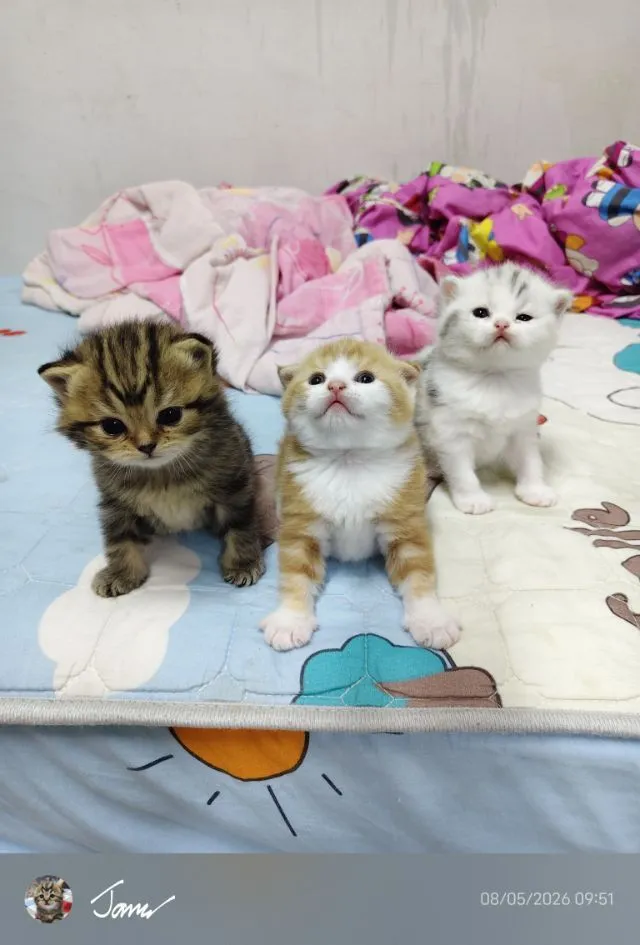 แมว