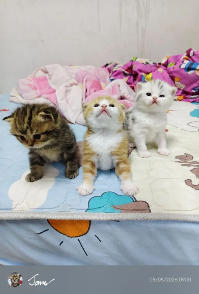 แมว