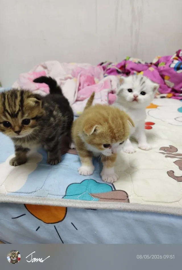 แมว