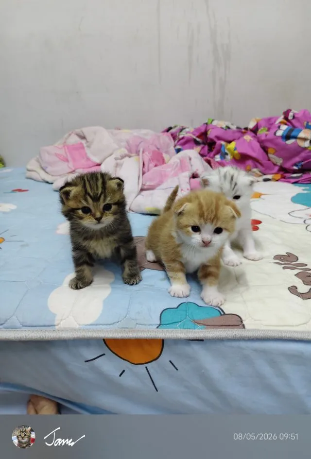 แมว