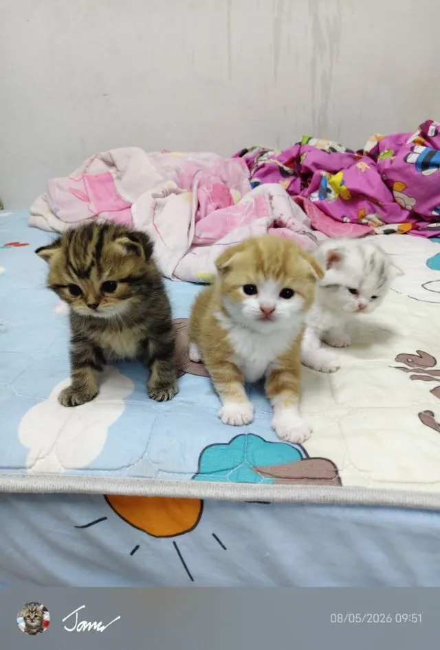 แมว