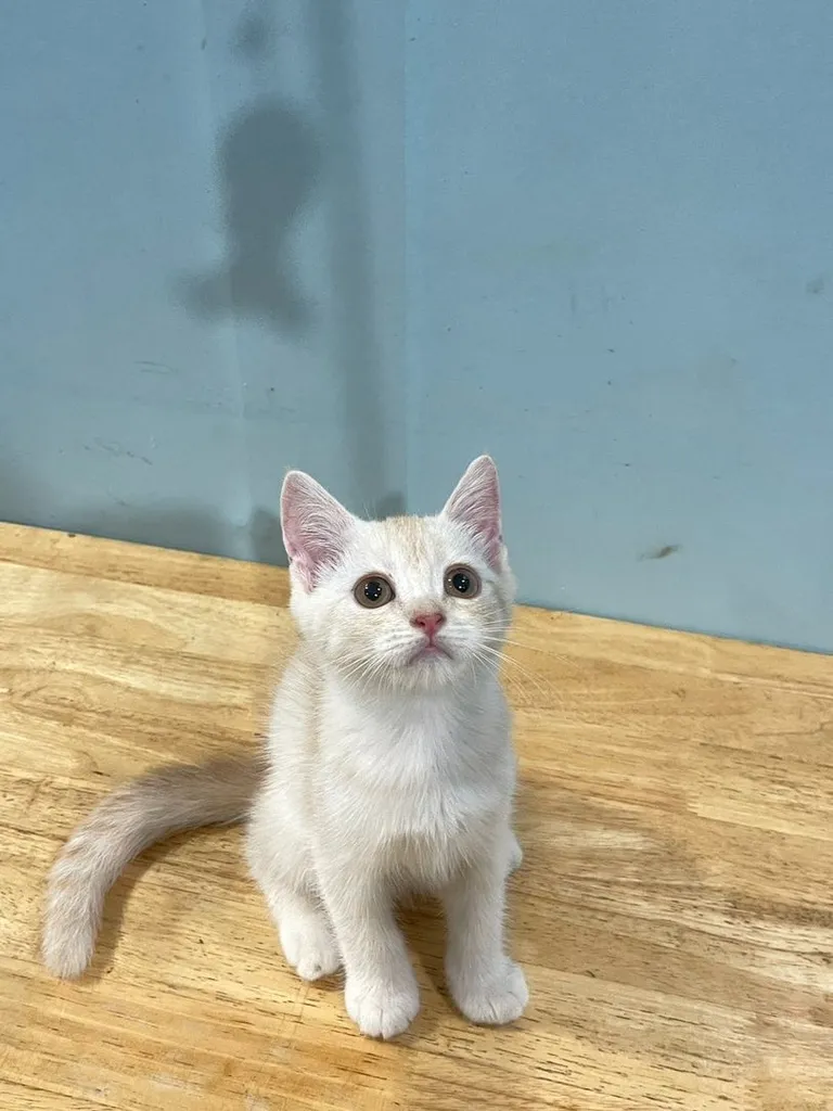 สก็อตติช โฟลด์ (Scottish Fold)+บริติส