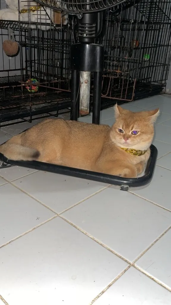 สก็อตติช โฟลด์ (Scottish Fold)+บริติส