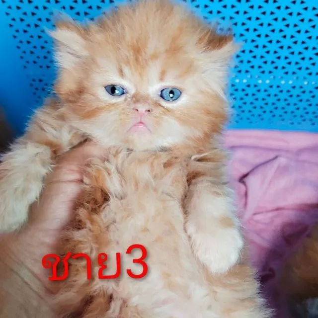 ขนฟูๆฟรอมหมีค่ะ
