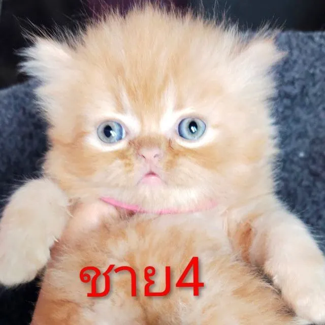 ขนฟูๆฟรอมหมีค่ะ
