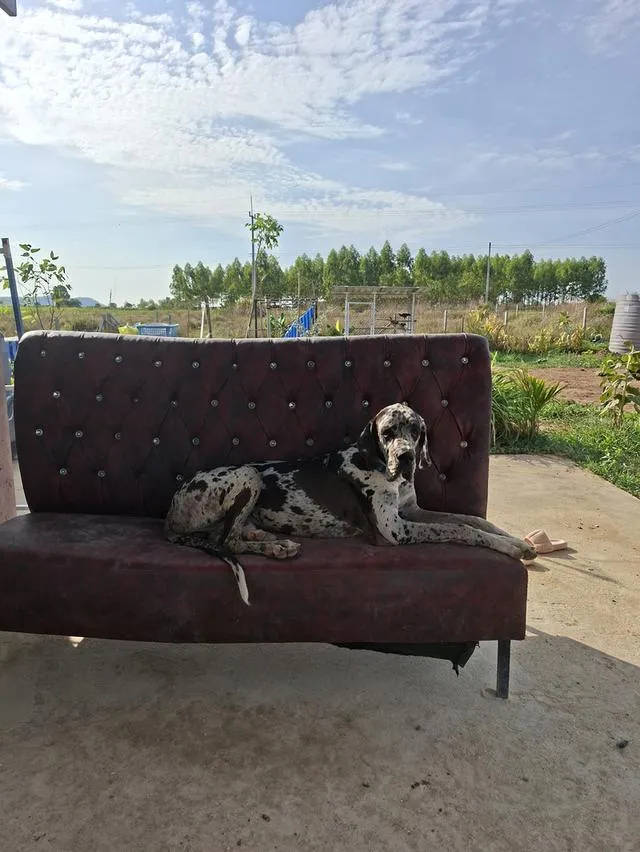 รับผสม สุนัข พันธ์ Great Dane