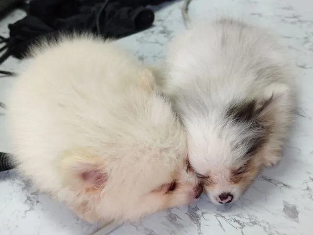 ขายหมาปอมแท้ ตาสีฟ้า