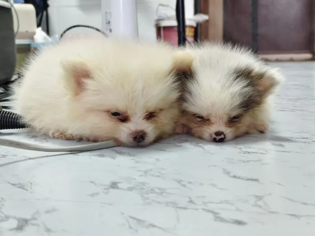 ขายหมาปอมแท้ ตาสีฟ้า
