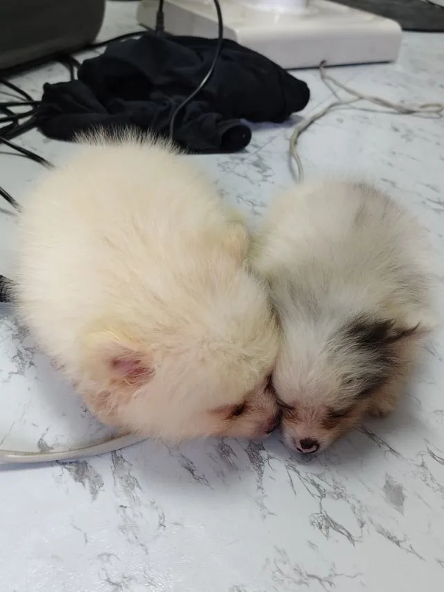 ขายหมาปอมแท้ ตาสีฟ้า