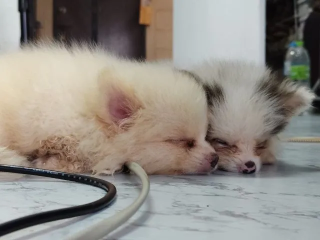 ขายหมาปอมแท้ ตาสีฟ้า