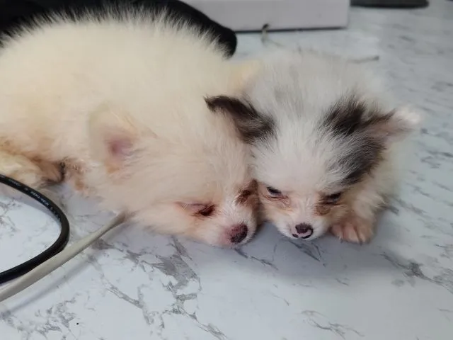 ขายหมาปอมแท้ ตาสีฟ้า