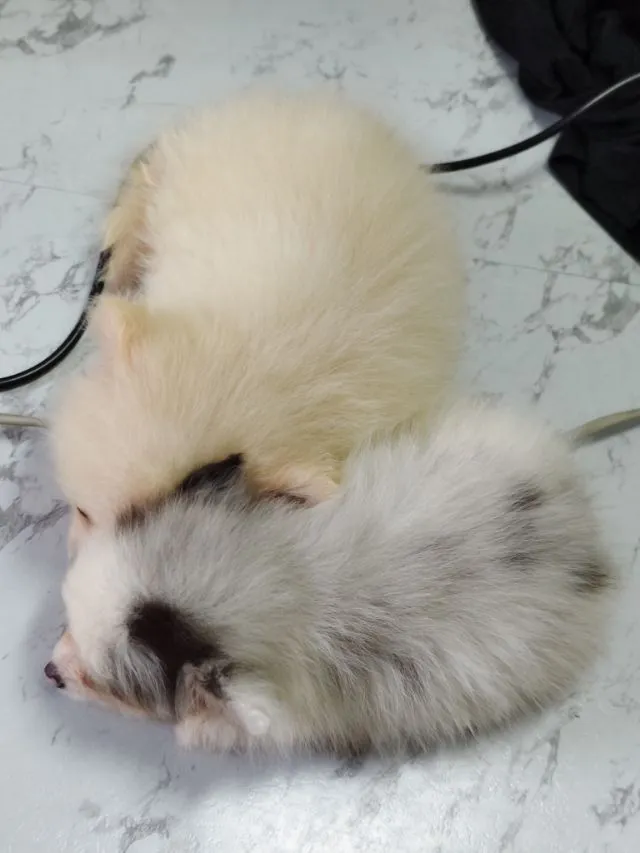 ขายหมาปอมแท้ ตาสีฟ้า