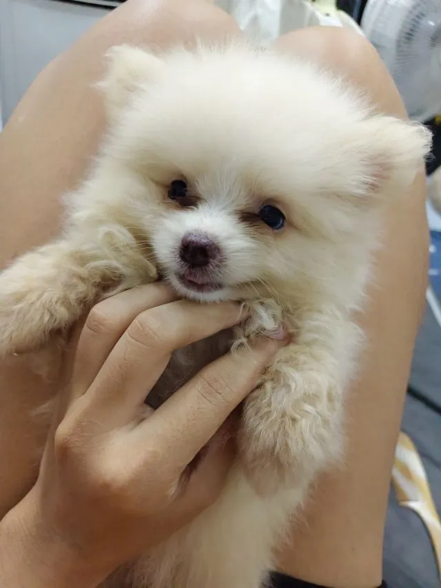 ขายหมาปอมแท้ ตาสีฟ้า