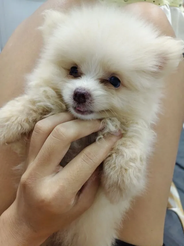 ขายหมาปอมแท้ ตาสีฟ้า