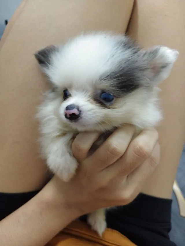 ขายหมาปอมแท้ ตาสีฟ้า