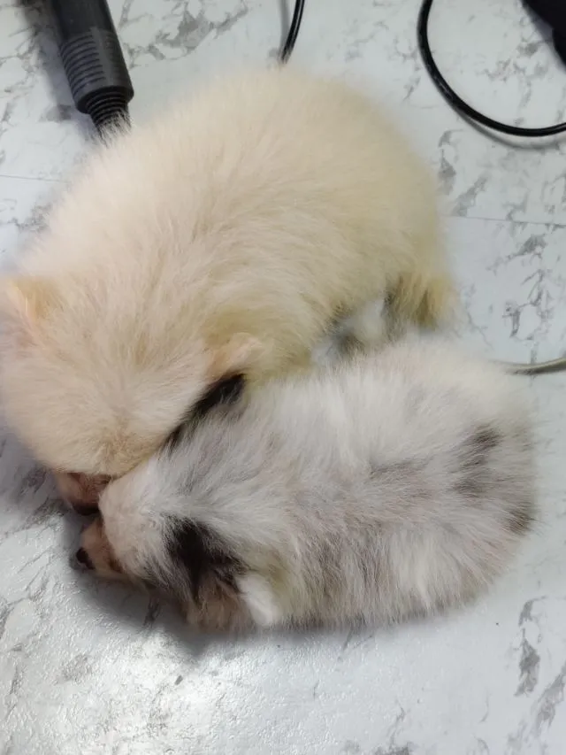 ขายหมาปอมแท้ ตาสีฟ้า