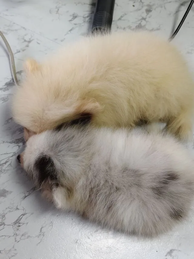 ขายหมาปอมแท้ ตาสีฟ้า