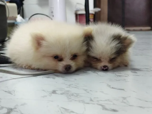 ขายหมาปอมแท้ ตาสีฟ้า