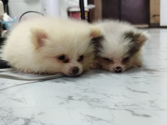ขายหมาปอมแท้ ตาสีฟ้า