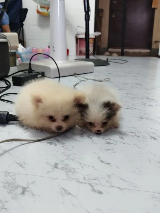 ขายหมาปอมแท้ ตาสีฟ้า